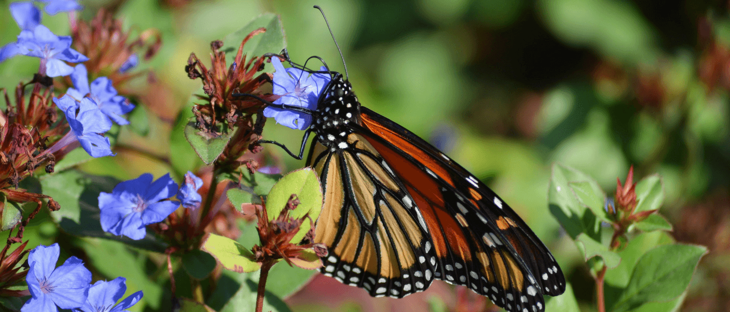 Butterfly Yoga Near Lincoln Park Looking for things to do near Downtown Chicago this weekend?